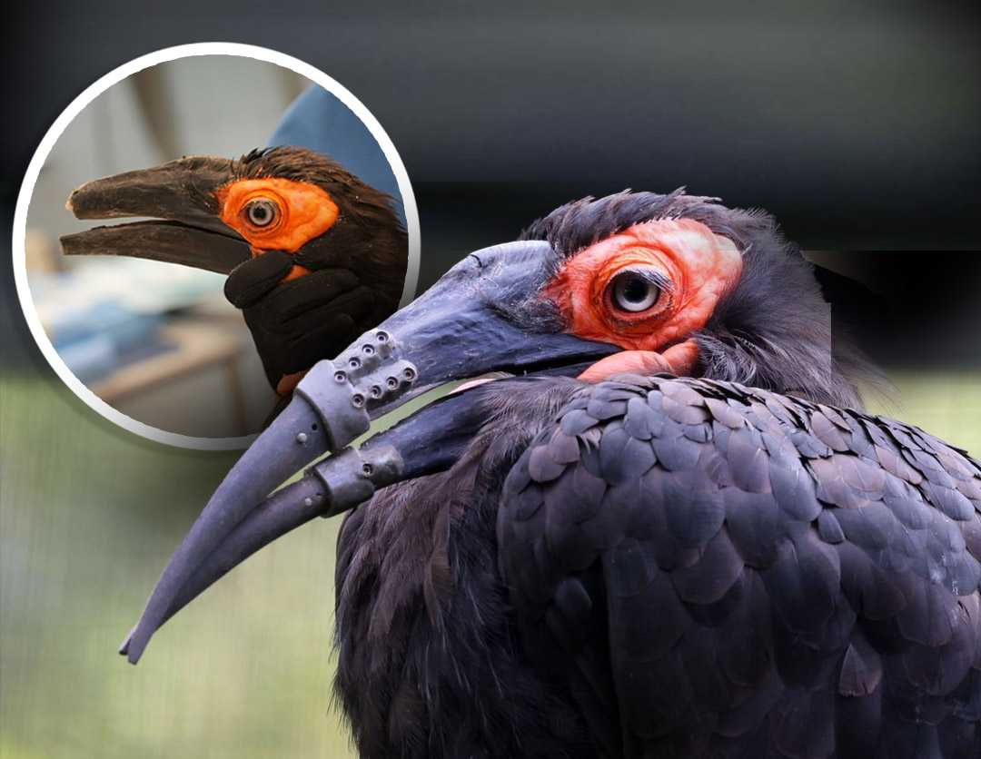 Hornbill receives 3D-printed beak, marking historic first — Brookfield Community news