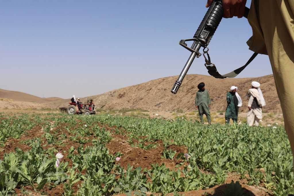 UN reports a sharp rise in Afghanistan poppy cultivation despite a Taliban ban — Brookfield Community news