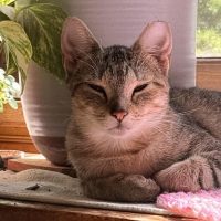 Milwaukee Record Cat Of The Week: Princess — Brookfield Business news